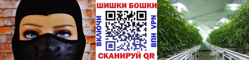 Каннабис сатива Кореновск